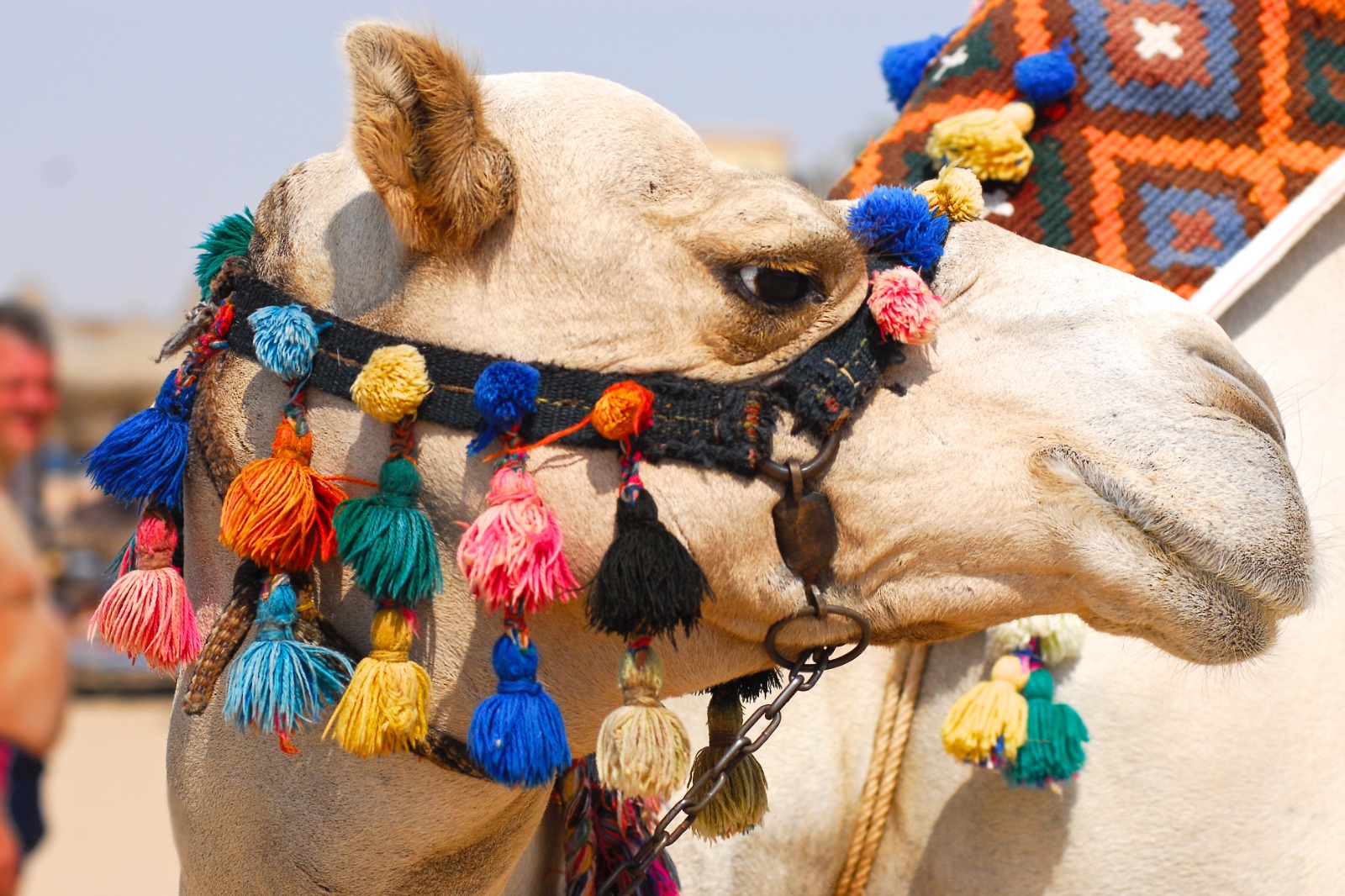 Изображение WhatsApp 2024-10-01 в 16.12.01_7890f619.jpg