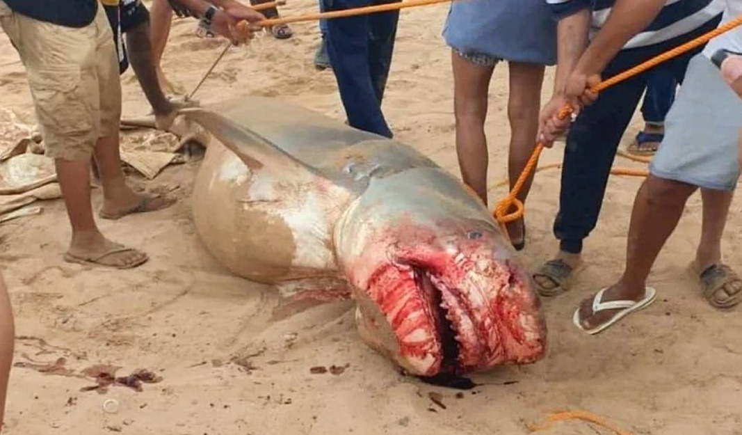 WhatsApp Image 2023-07-05 at 11.19.10.jpeg WhatsApp Image 2023-07-05 at 11.19.10.jpeg