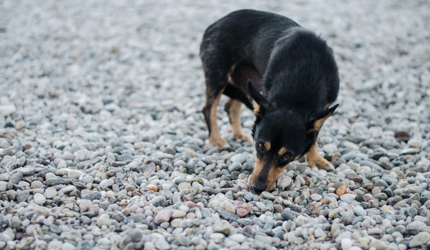 860X500_Dog.jpg 860X500_Dog.jpg