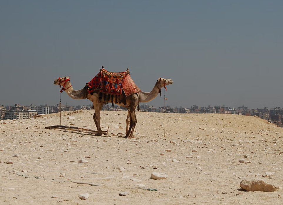 image1.png image1.png